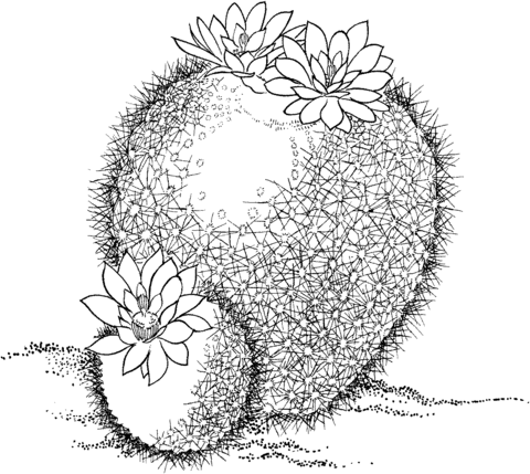 Parodia Haselbergii Or Scarlet Ball Cactus Coloring Page